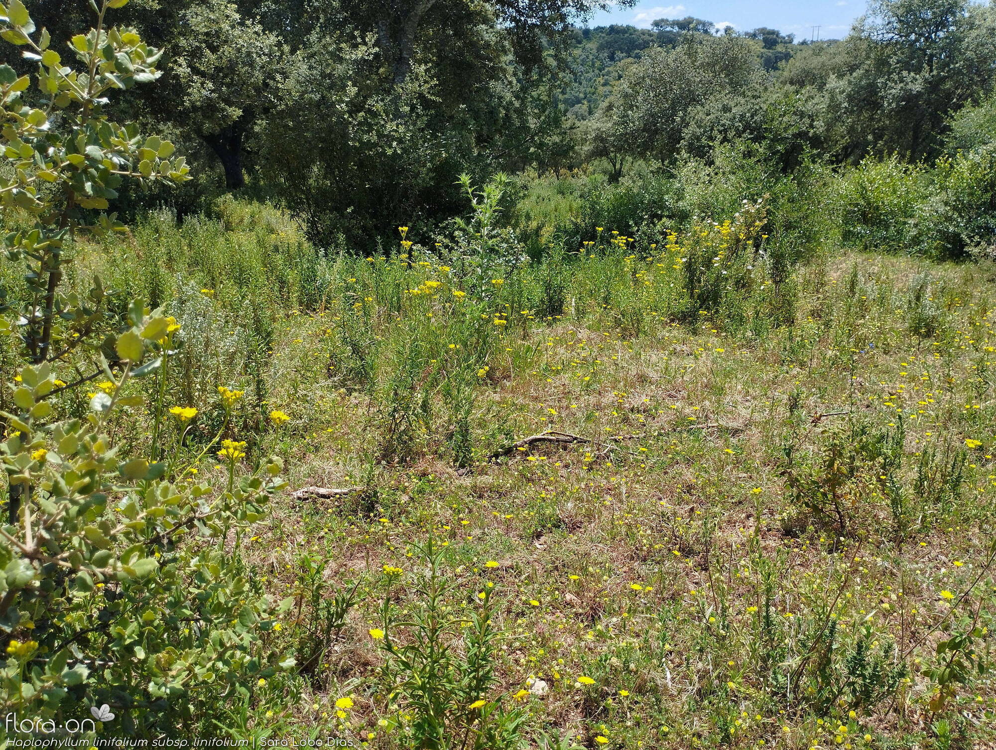 Haplophyllum linifolium linifolium - Habitat | Sara Lobo Dias; CC BY-NC 4.0