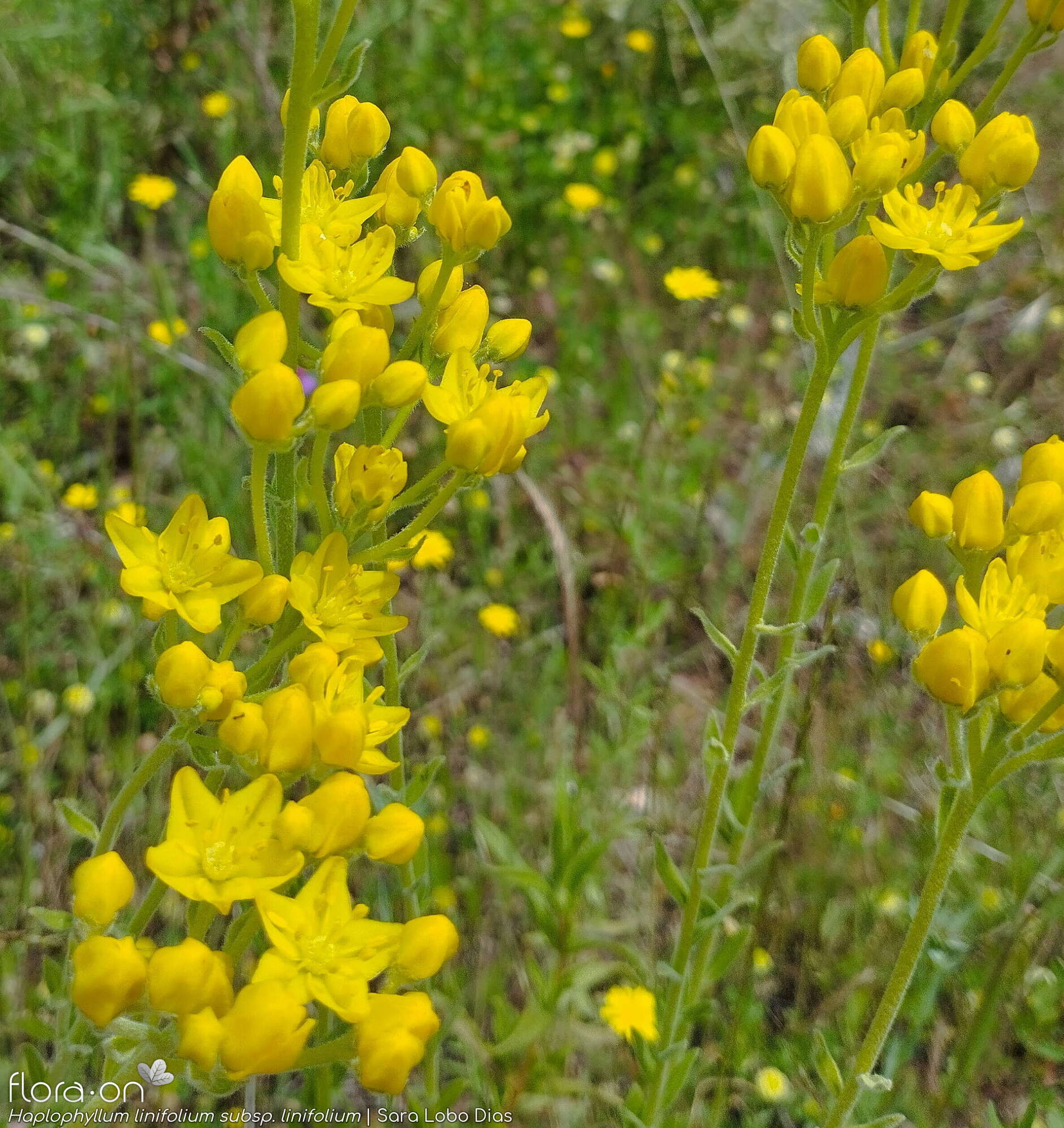 Haplophyllum linifolium linifolium - Flor (geral) | Sara Lobo Dias; CC BY-NC 4.0