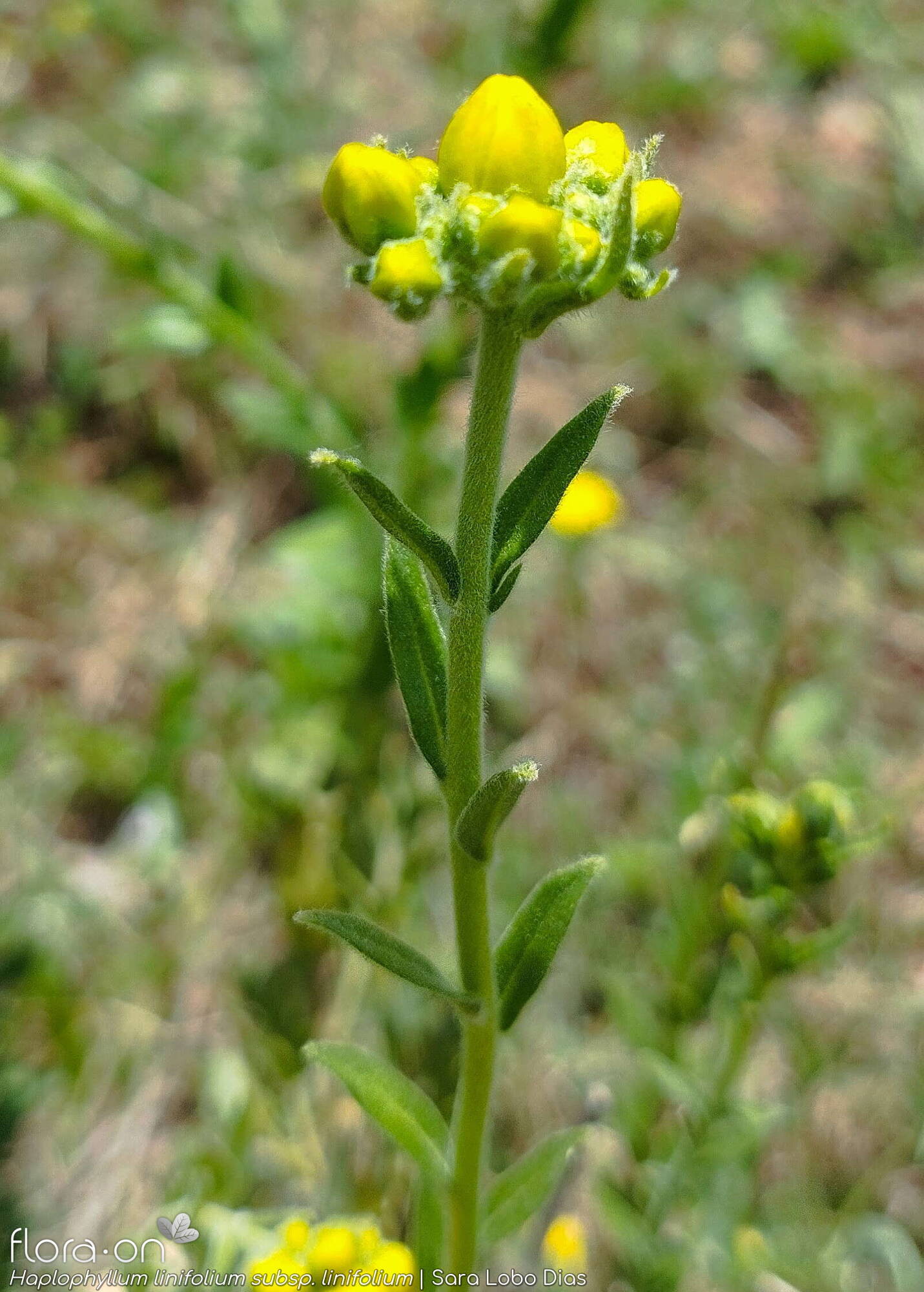 Haplophyllum linifolium linifolium - Flor (geral) | Sara Lobo Dias; CC BY-NC 4.0