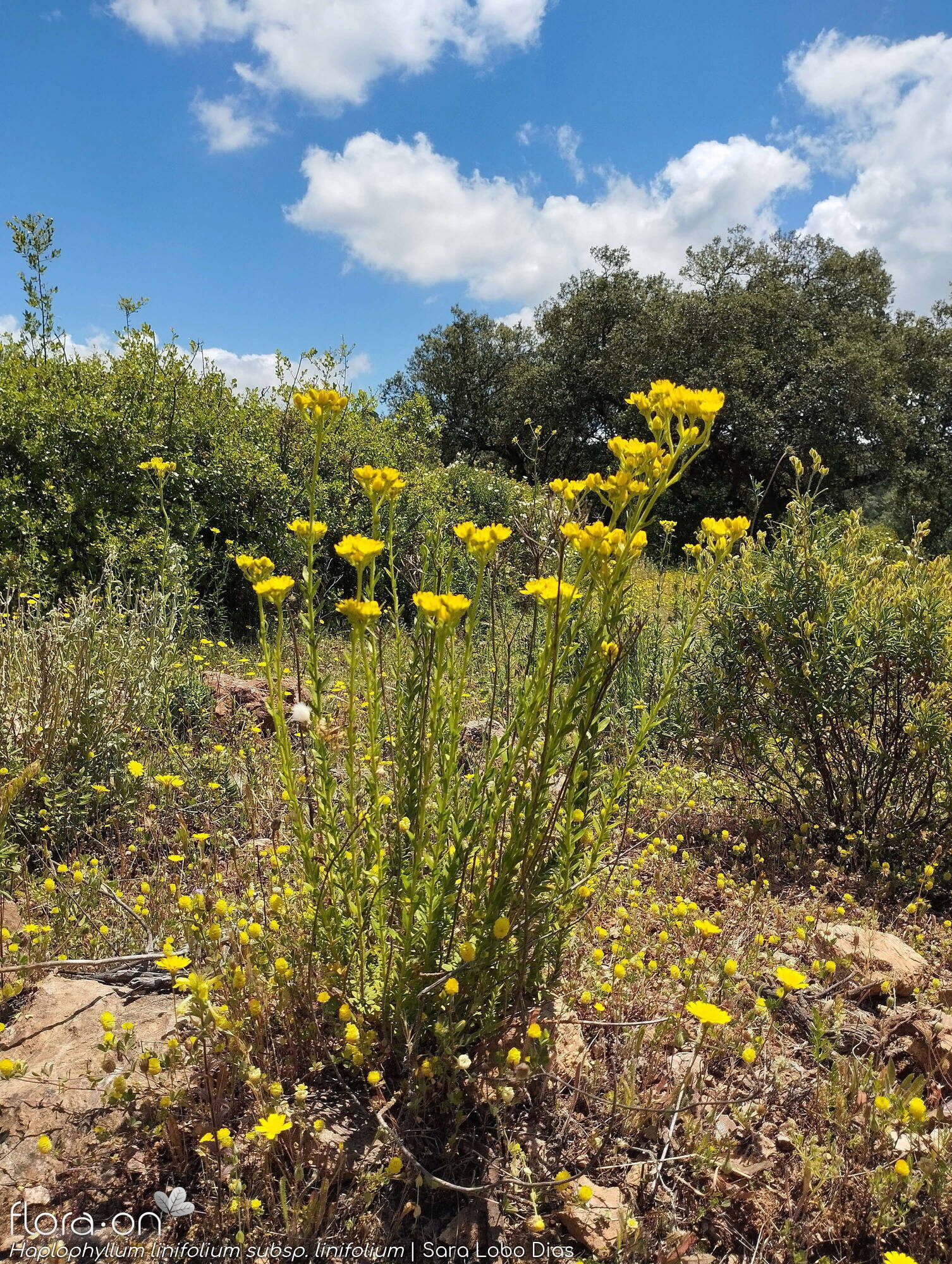 Haplophyllum linifolium linifolium - Hábito | Sara Lobo Dias; CC BY-NC 4.0