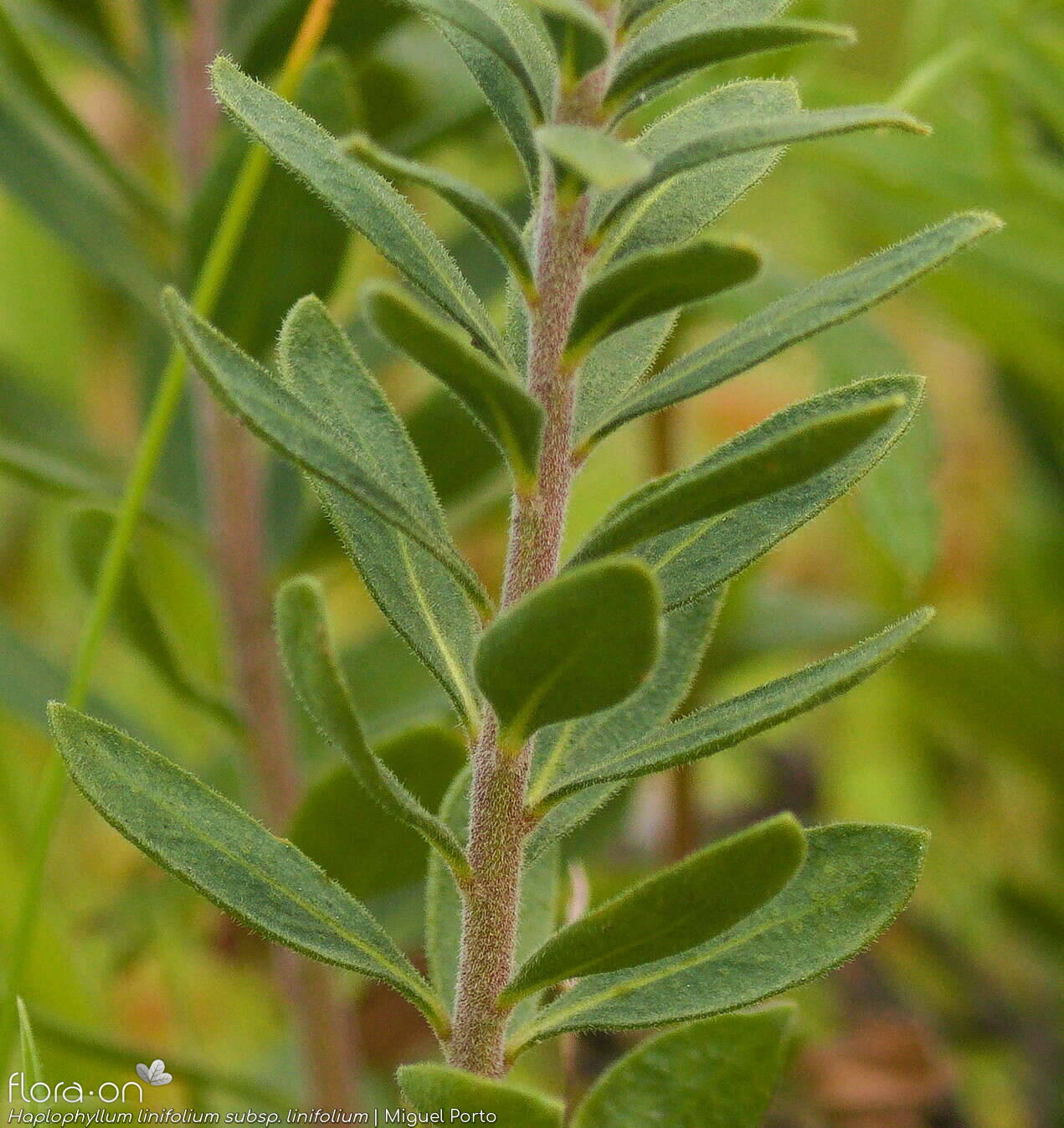 Haplophyllum linifolium linifolium - Folha | Miguel Porto; CC BY-NC 4.0