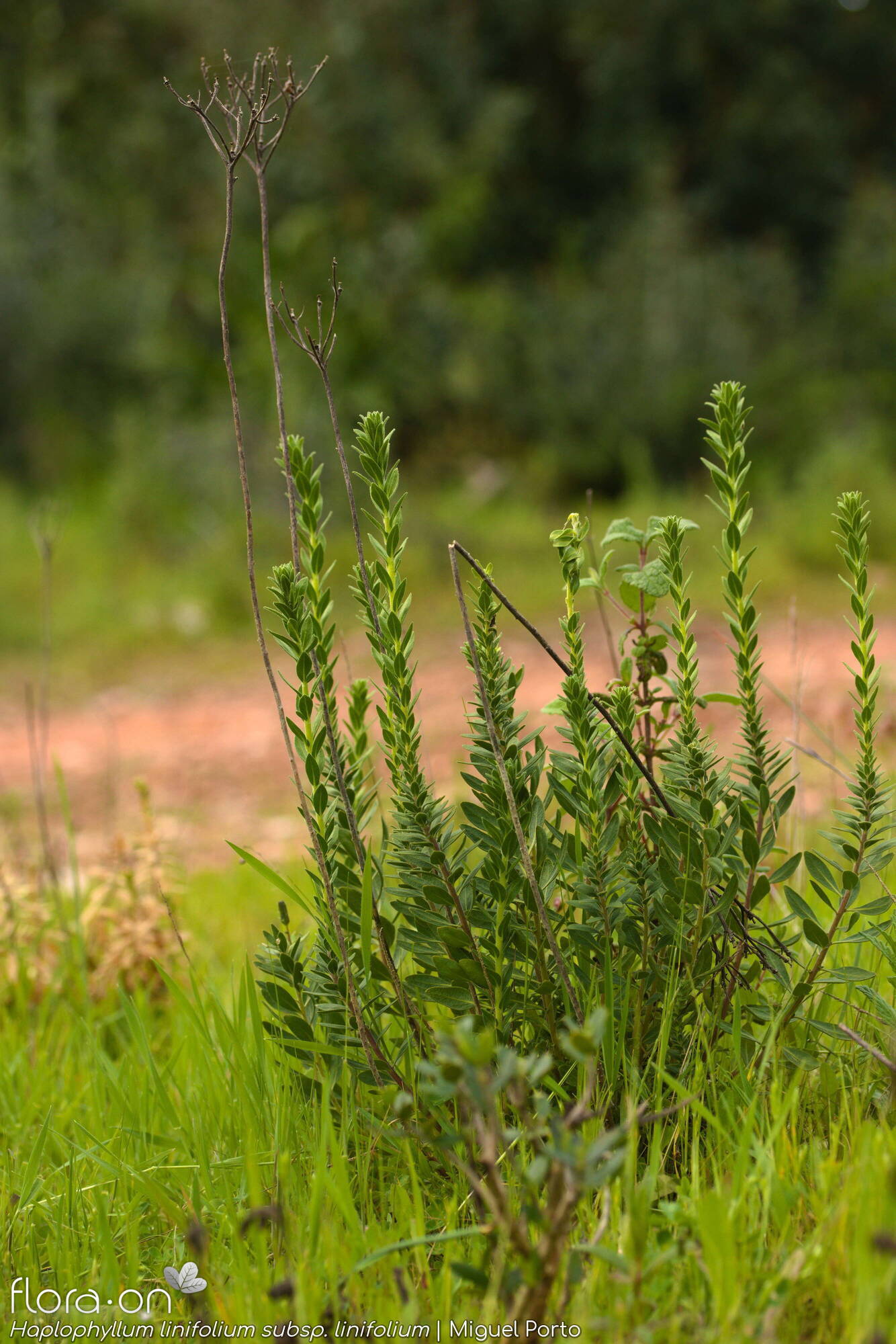 Haplophyllum linifolium linifolium - Hábito | Miguel Porto; CC BY-NC 4.0