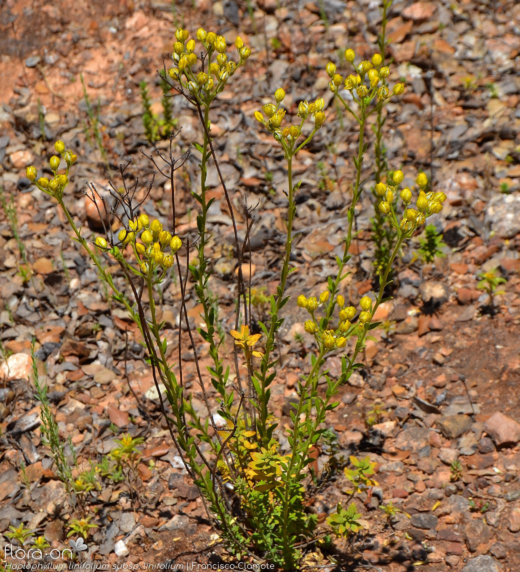 Haplophyllum linifolium linifolium - Hábito | Francisco Clamote; CC BY-NC 4.0