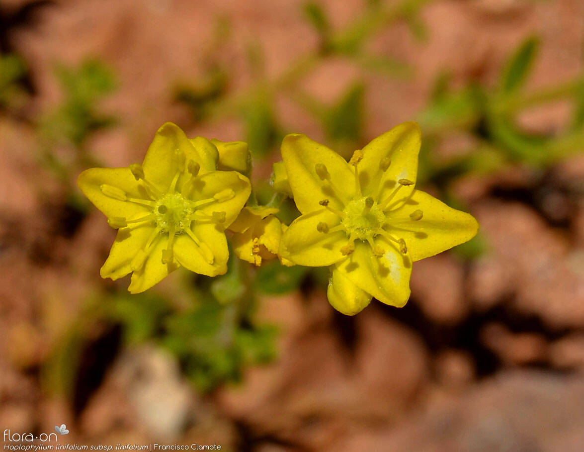 Haplophyllum linifolium linifolium - Flor (close-up) | Francisco Clamote; CC BY-NC 4.0