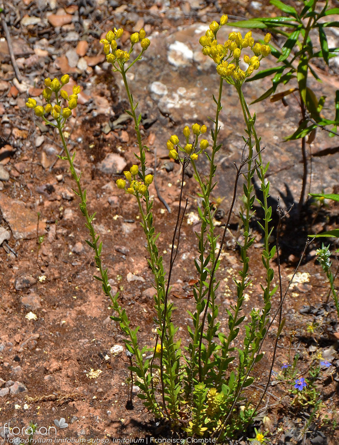 Haplophyllum linifolium linifolium - Hábito | Francisco Clamote; CC BY-NC 4.0
