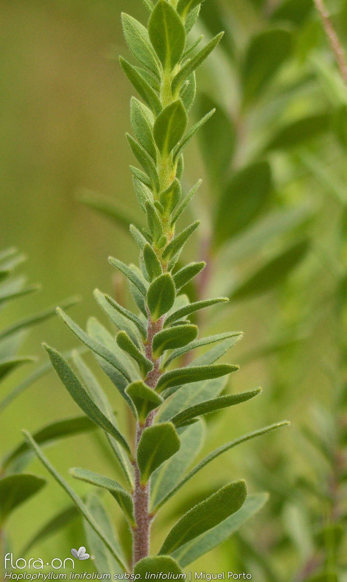 Haplophyllum linifolium linifolium - Folha (geral) | Miguel Porto; CC BY-NC 4.0