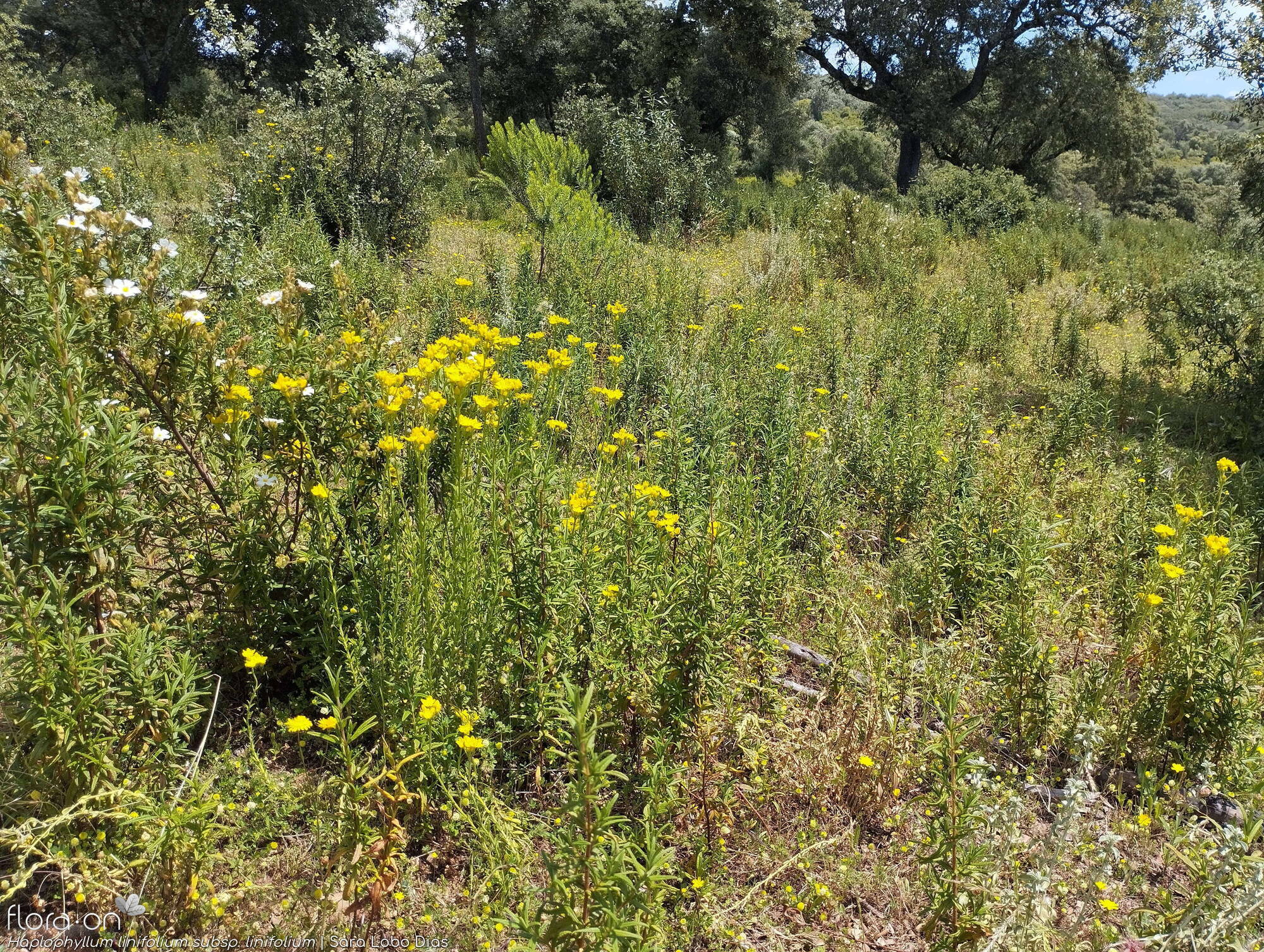 Haplophyllum linifolium linifolium - Habitat | Sara Lobo Dias; CC BY-NC 4.0