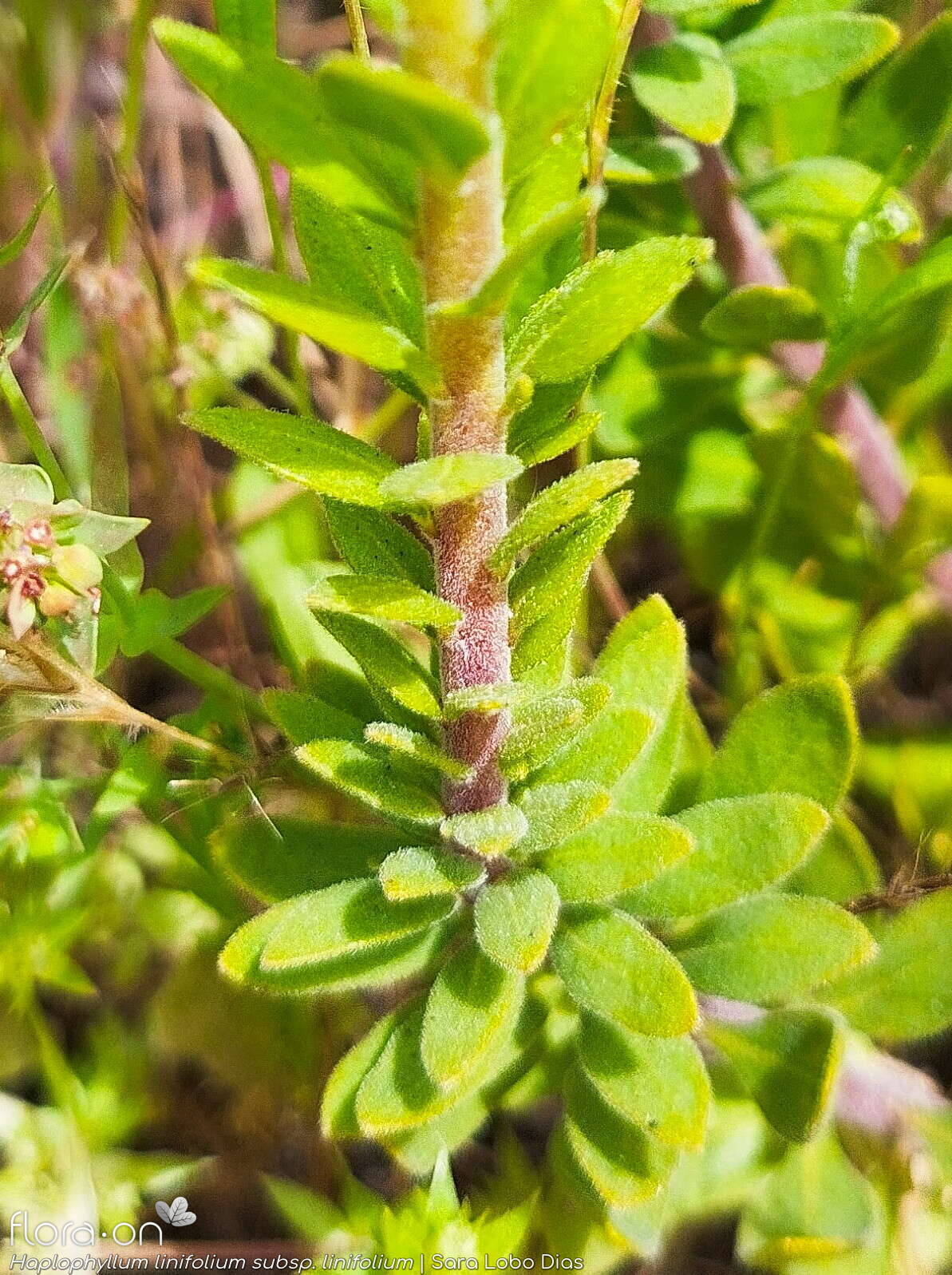 Haplophyllum linifolium linifolium - Folha | Sara Lobo Dias; CC BY-NC 4.0