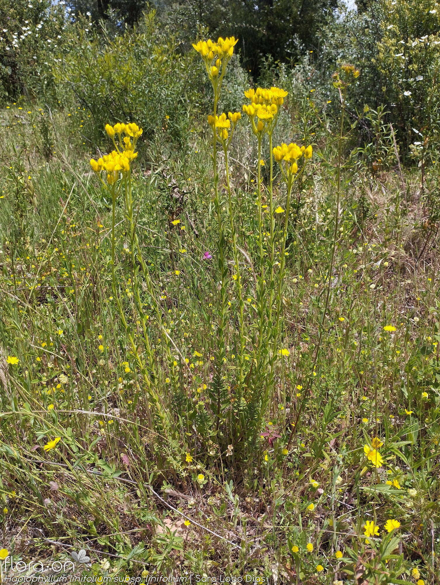 Haplophyllum linifolium linifolium - Hábito | Sara Lobo Dias; CC BY-NC 4.0
