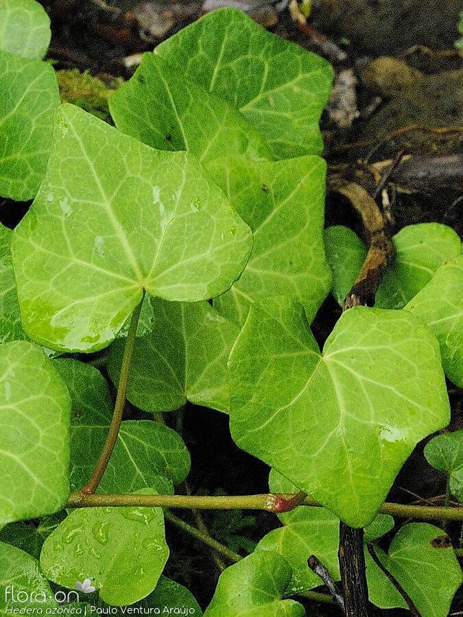 Hedera azorica | Flora-On Aores