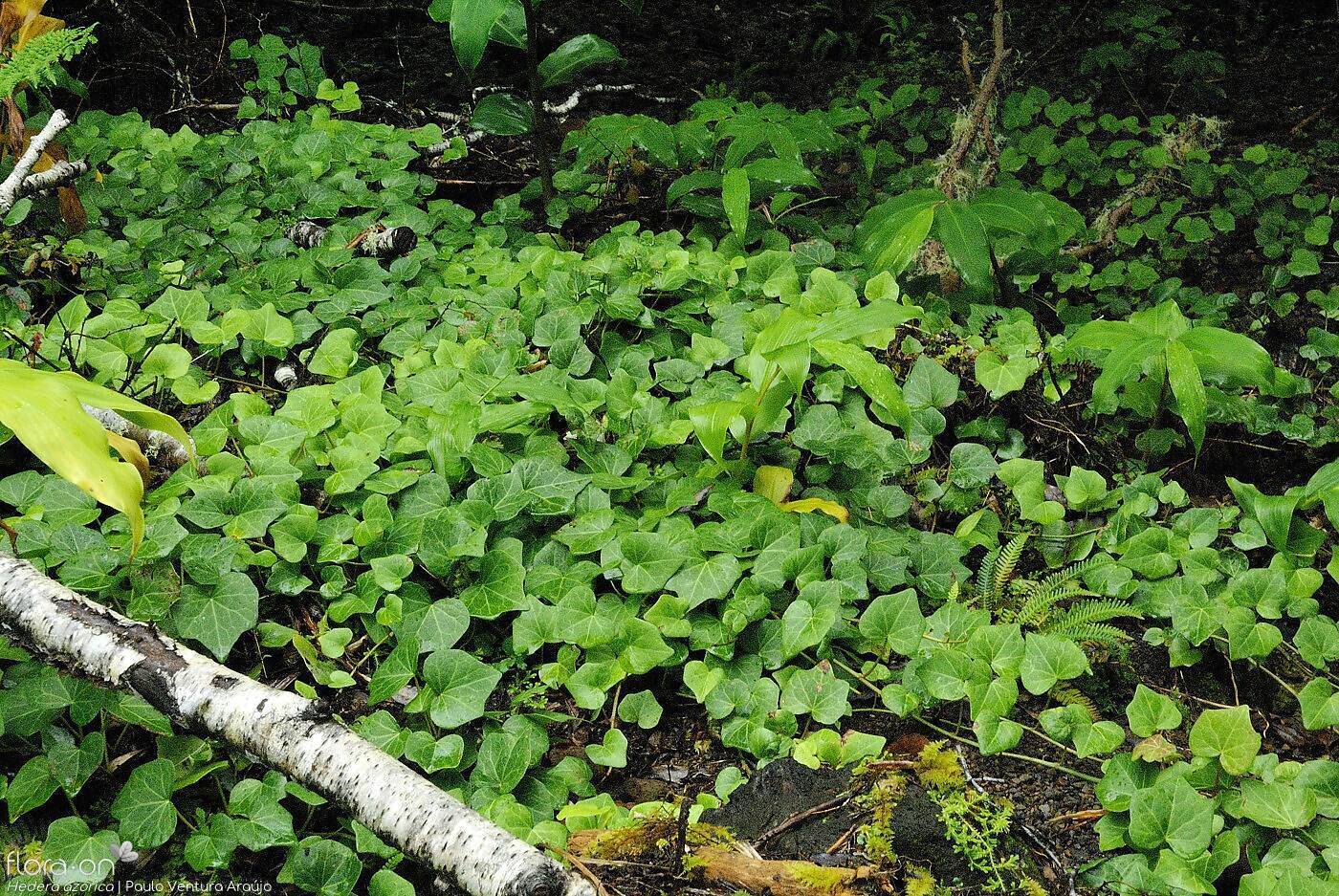 Hedera azorica | Flora-On Aores