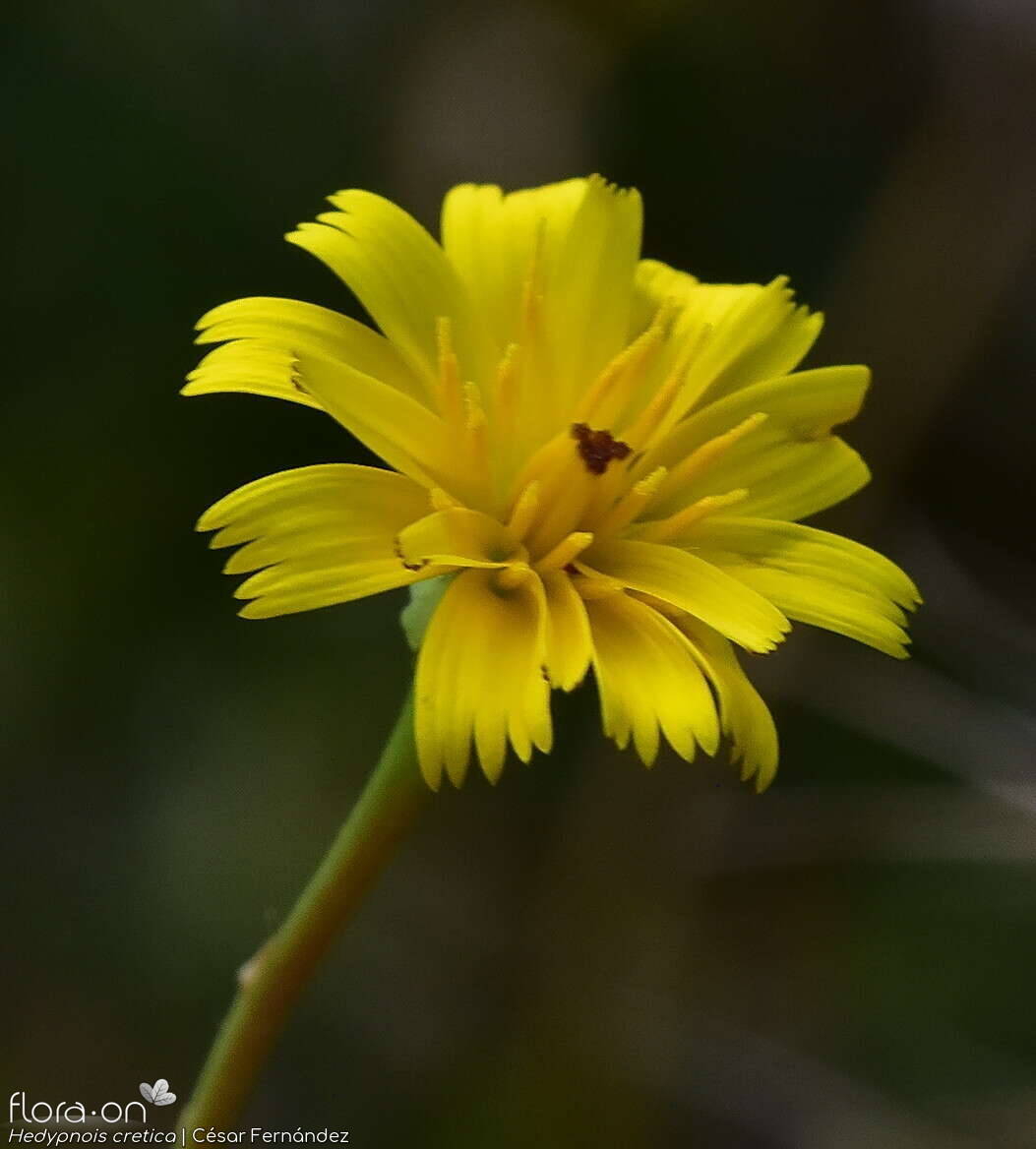 Hedypnois cretica-(1) - Capítulo | César Fernández; CC BY-NC 4.0