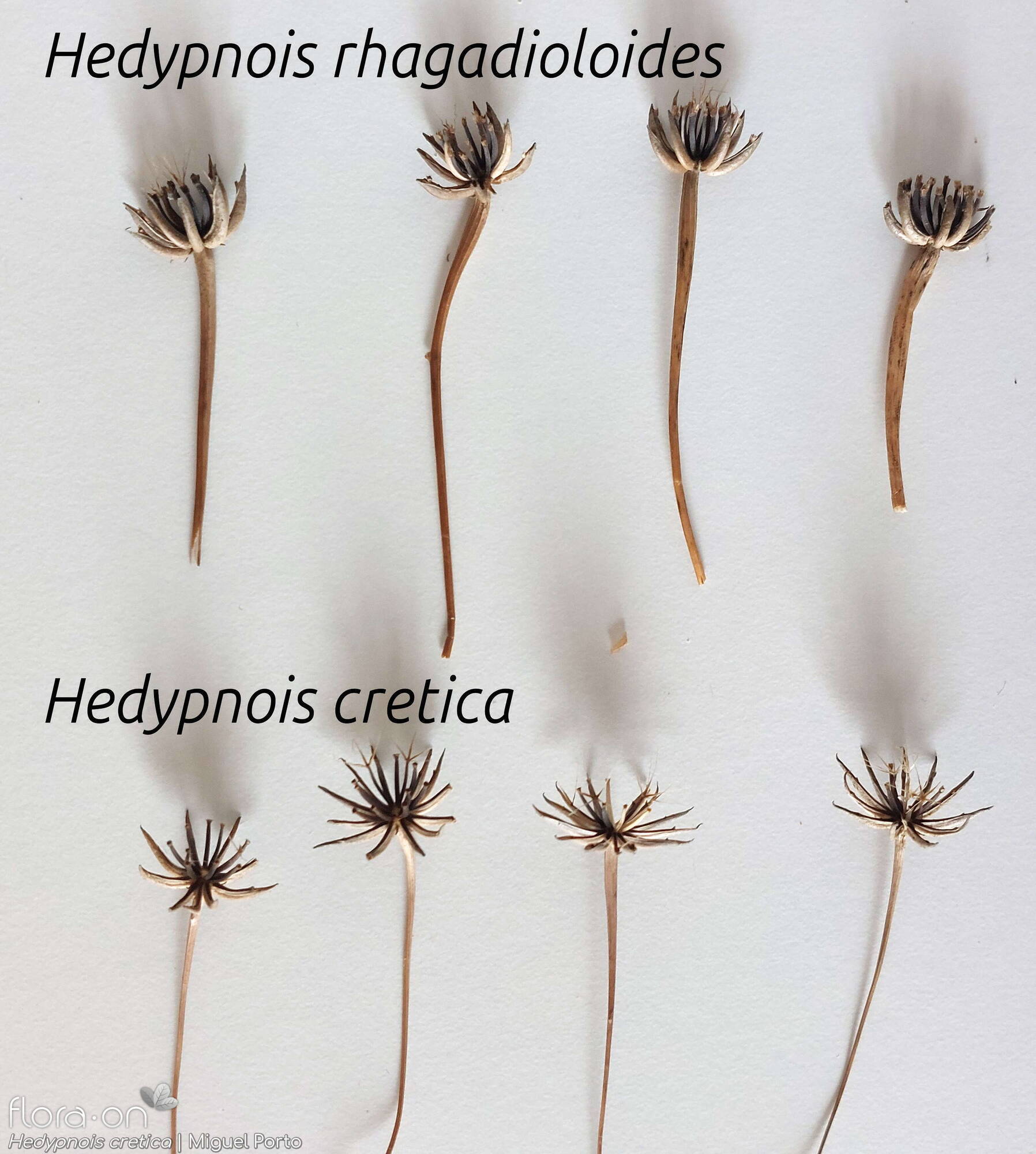 Hedypnois cretica-(1) - Capítulo frutífero | Miguel Porto; CC BY-NC 4.0