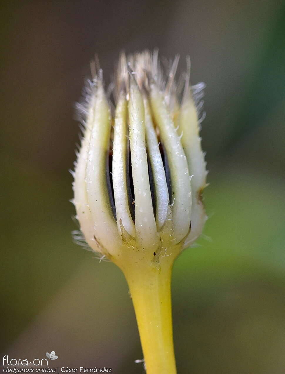 Hedypnois cretica-(1) - Bráctea | César Fernández; CC BY-NC 4.0