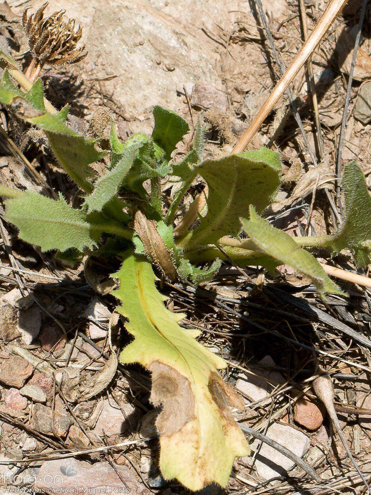 Hedypnois cretica-(2) - Folha | Miguel Porto; CC BY-NC 4.0