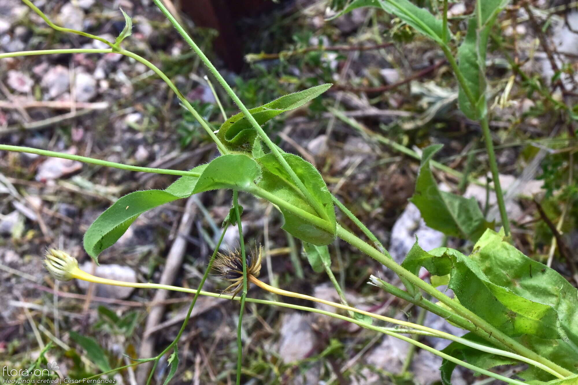 Hedypnois cretica-(2) - Folha (geral) | César Fernández; CC BY-NC 4.0