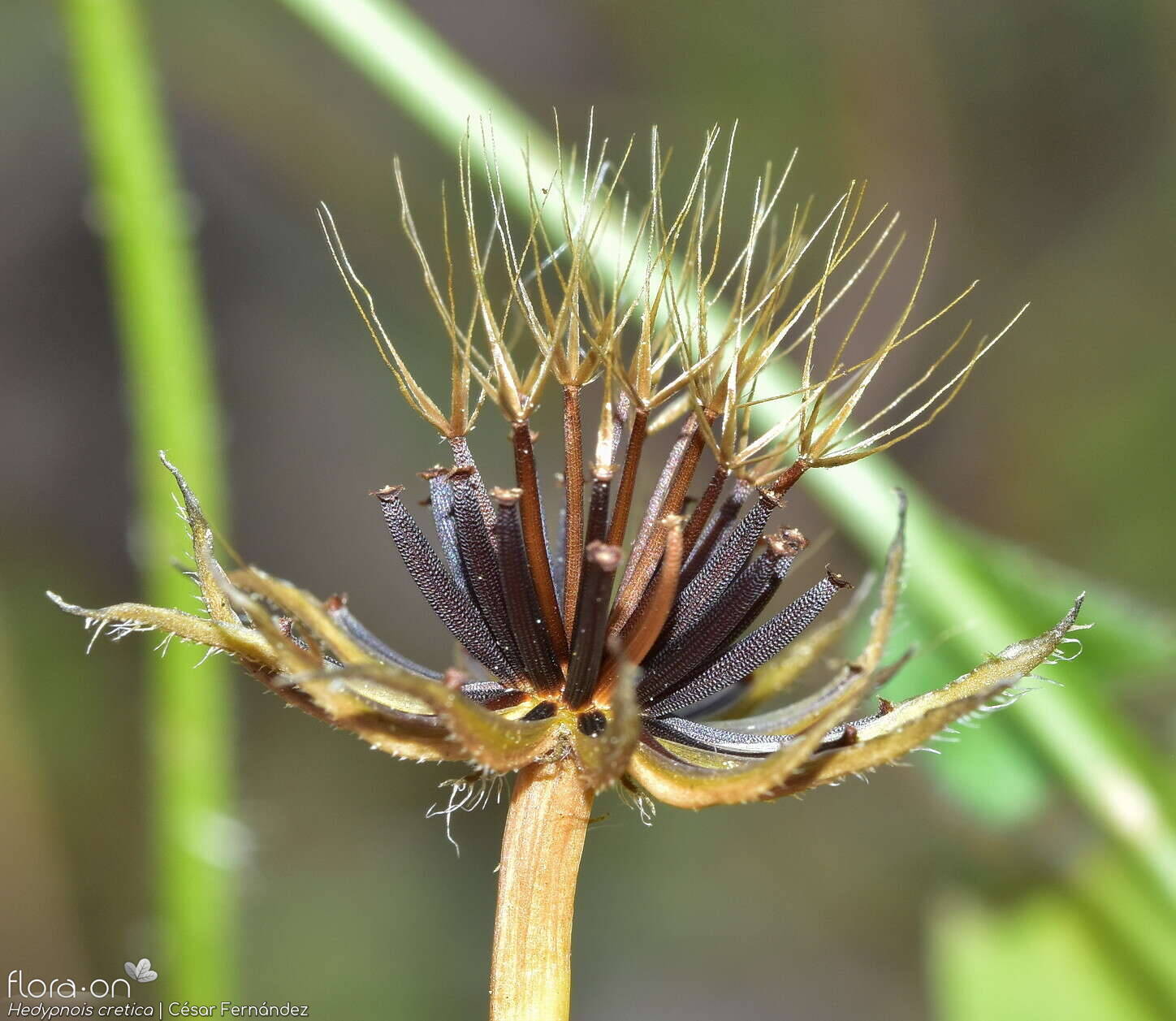 Hedypnois cretica-(2) - Capítulo frutífero | César Fernández; CC BY-NC 4.0