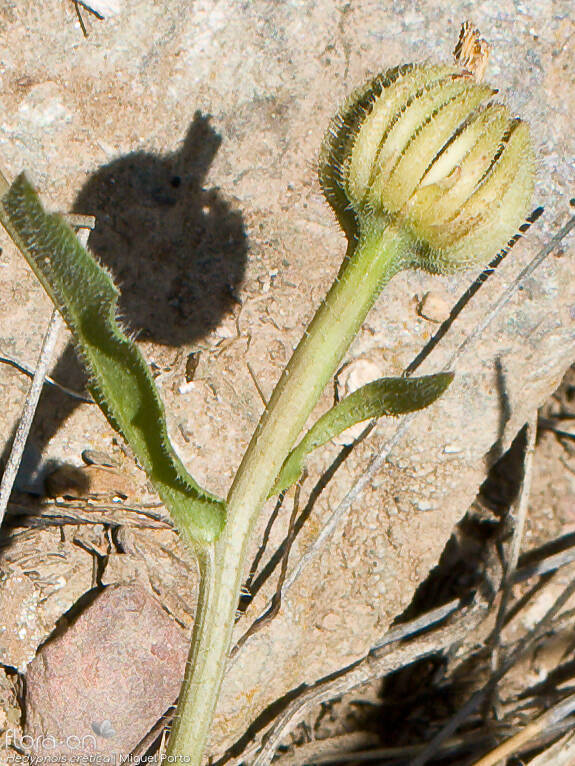 Hedypnois cretica-(2) - Capítulo frutífero | Miguel Porto; CC BY-NC 4.0