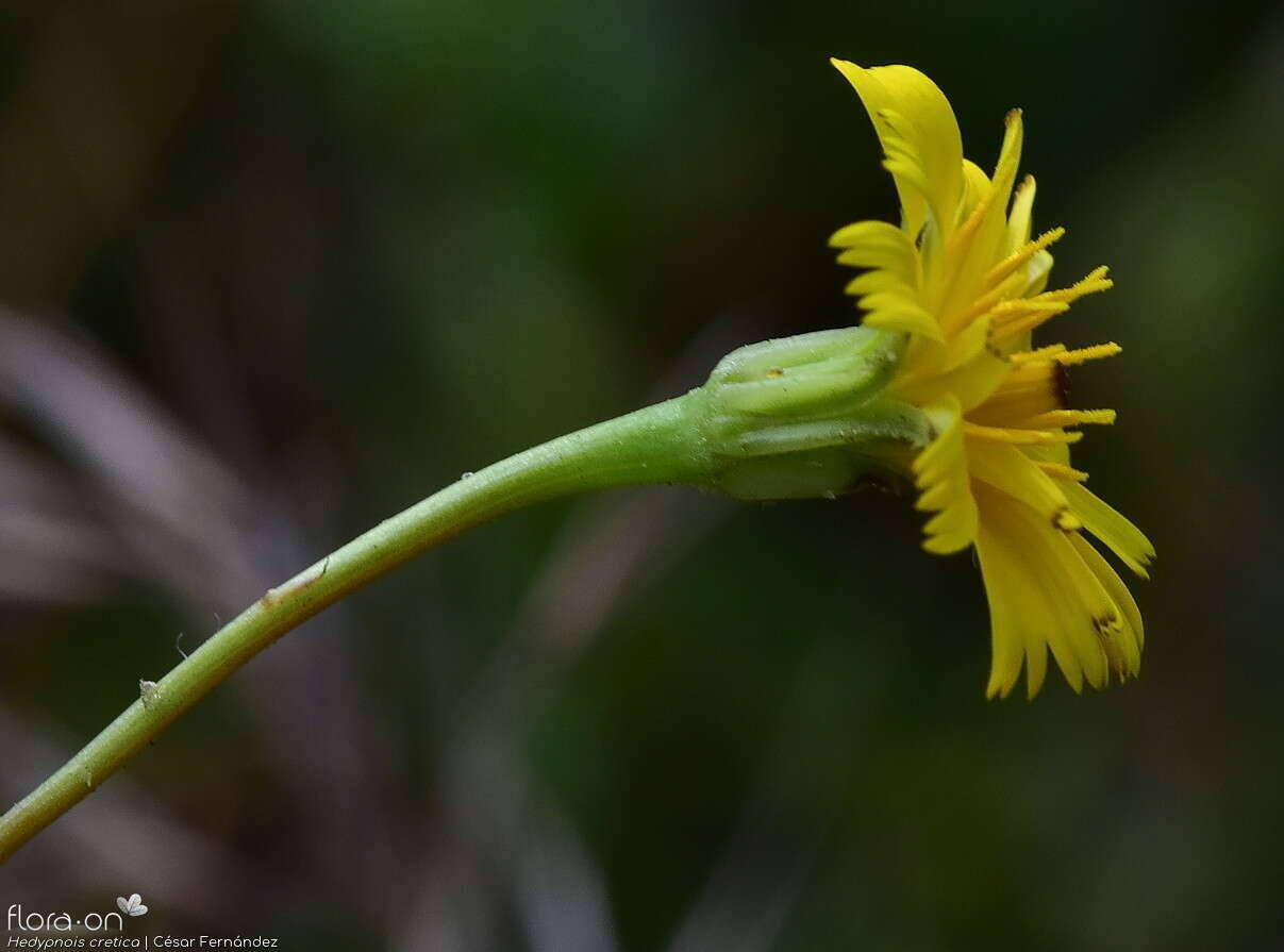Hedypnois cretica-(2) - Capítulo | César Fernández; CC BY-NC 4.0