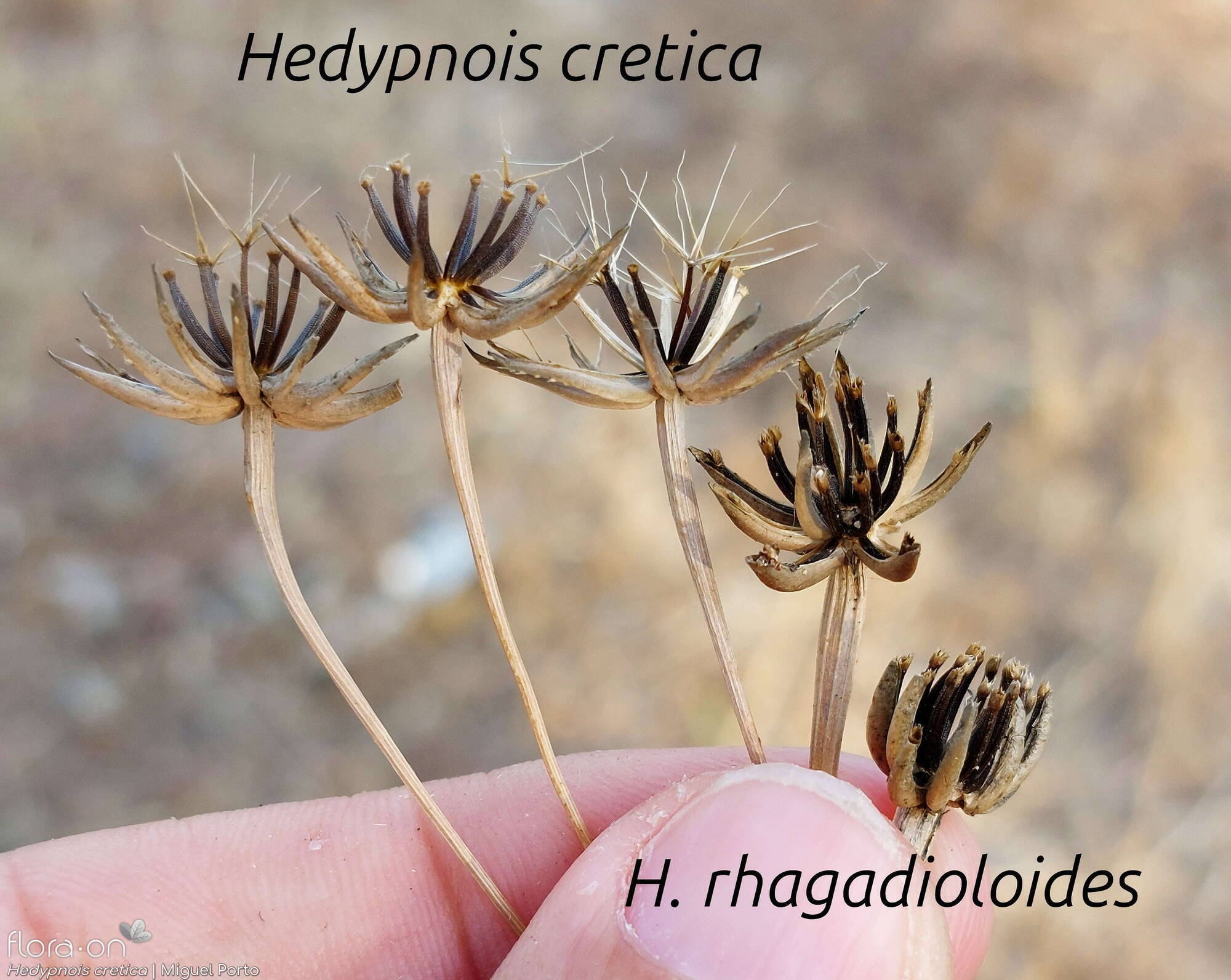 Hedypnois cretica-(2) - Capítulo frutífero | Miguel Porto; CC BY-NC 4.0
