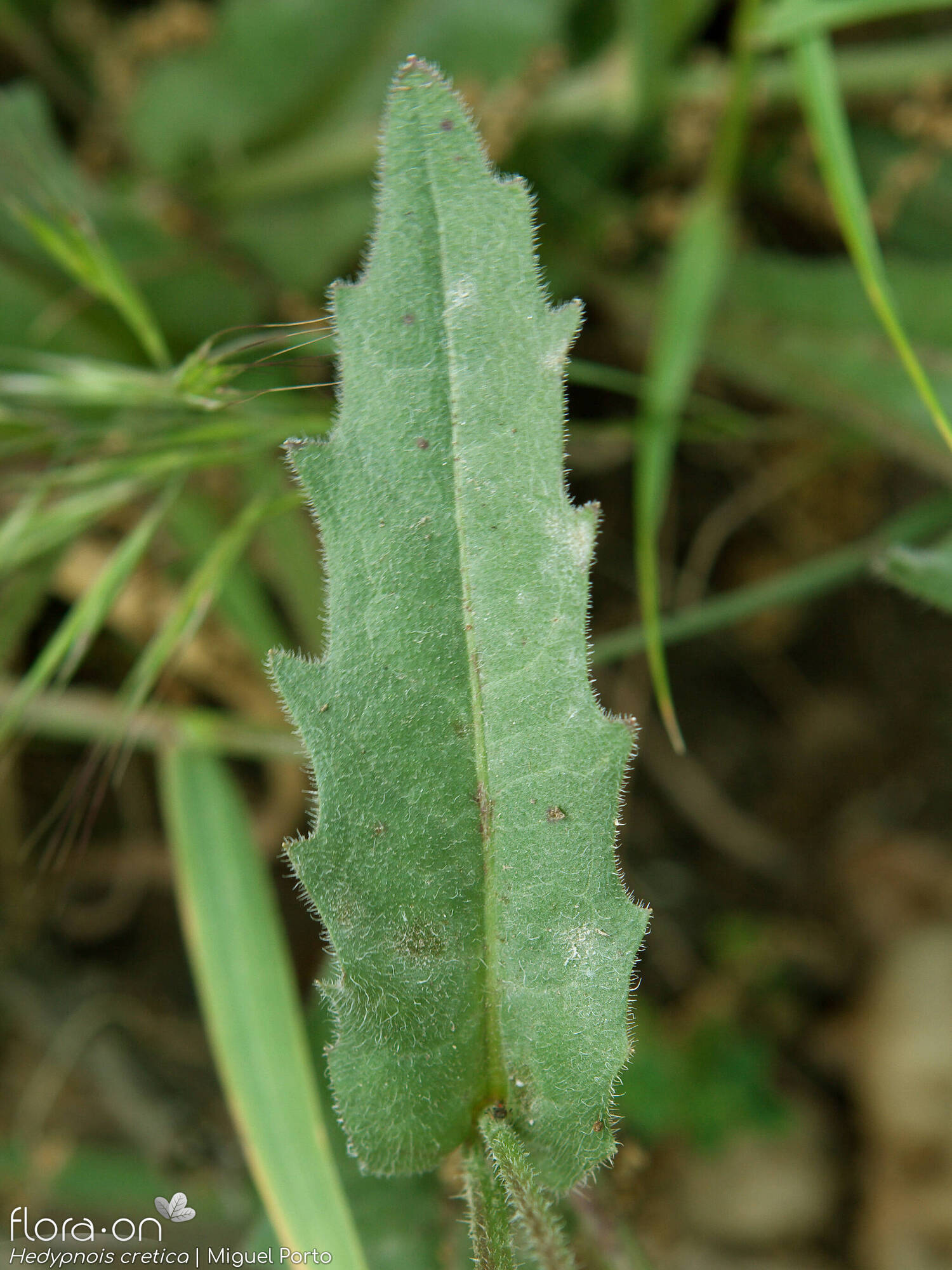 Hedypnois rhagadioloides - Folha | Miguel Porto; CC BY-NC 4.0