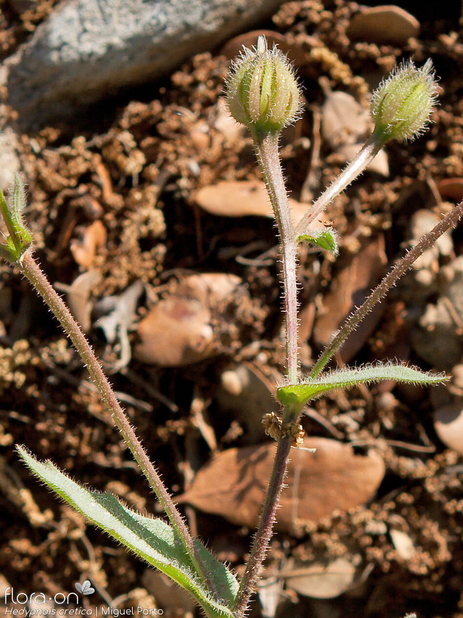 Hedypnois rhagadioloides - Flor (geral) | Miguel Porto; CC BY-NC 4.0