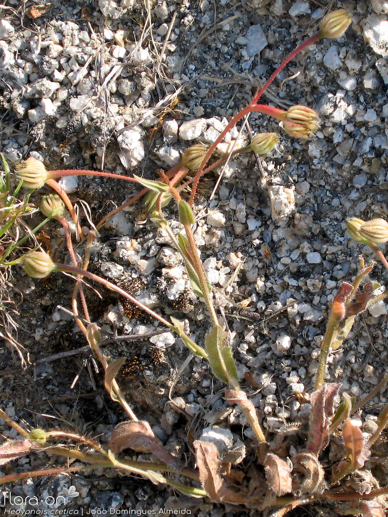 Hedypnois rhagadioloides - Hábito | João Domingues Almeida; CC BY-NC 4.0