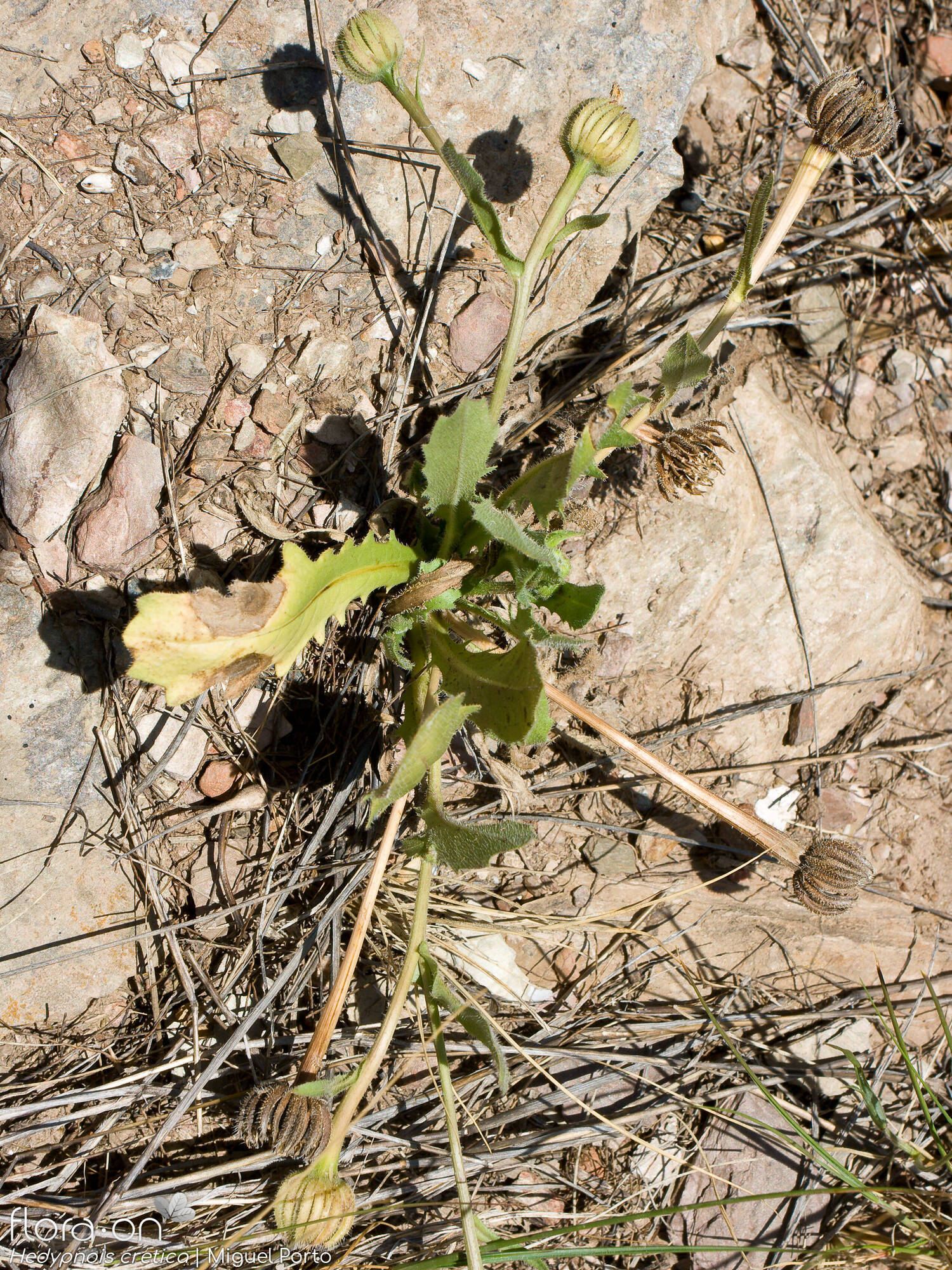 Hedypnois rhagadioloides - Hábito | Miguel Porto; CC BY-NC 4.0