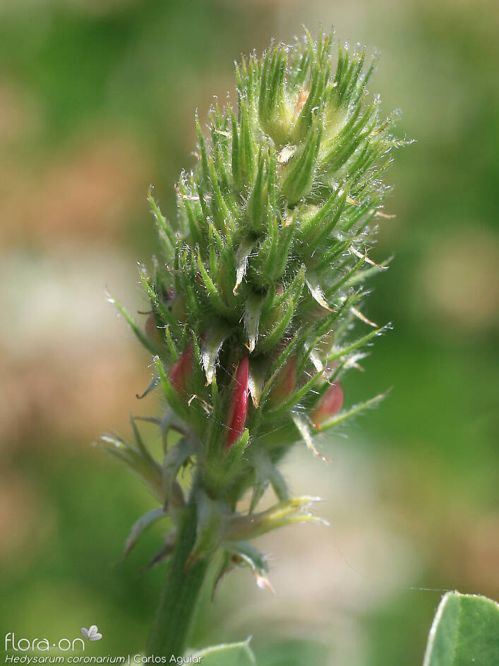 Hedysarum coronarium - Flor (close-up) | Carlos Aguiar; CC BY-NC 4.0