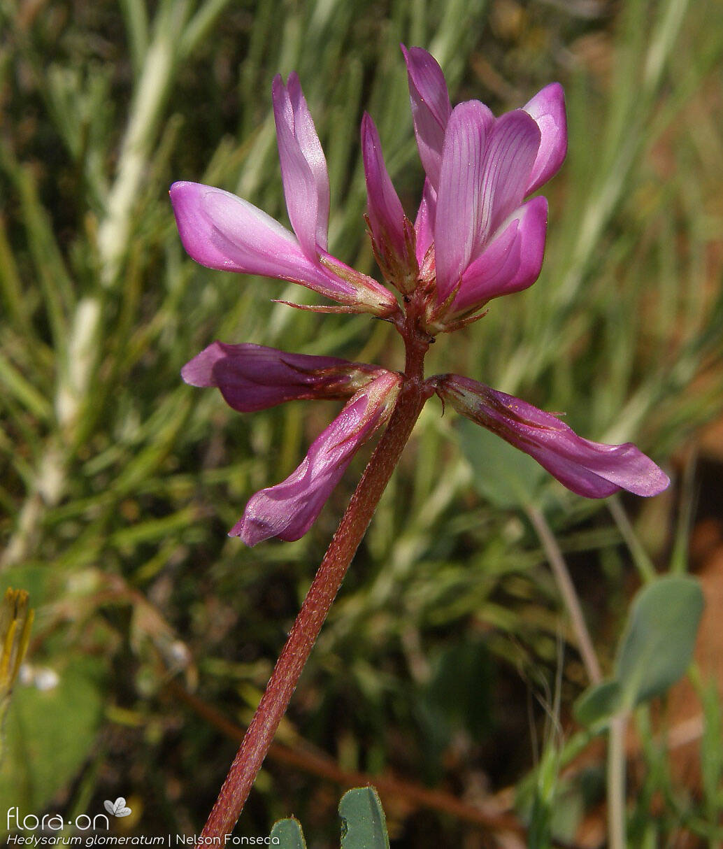 Hedysarum glomeratum - Flor (geral) | Nelson Fonseca; CC BY-NC 4.0