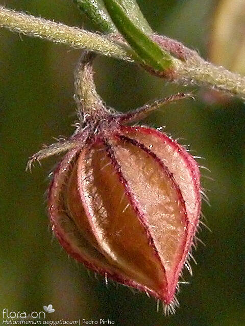 Helianthemum aegyptiacum - Fruto | Pedro Pinho; CC BY-NC 4.0