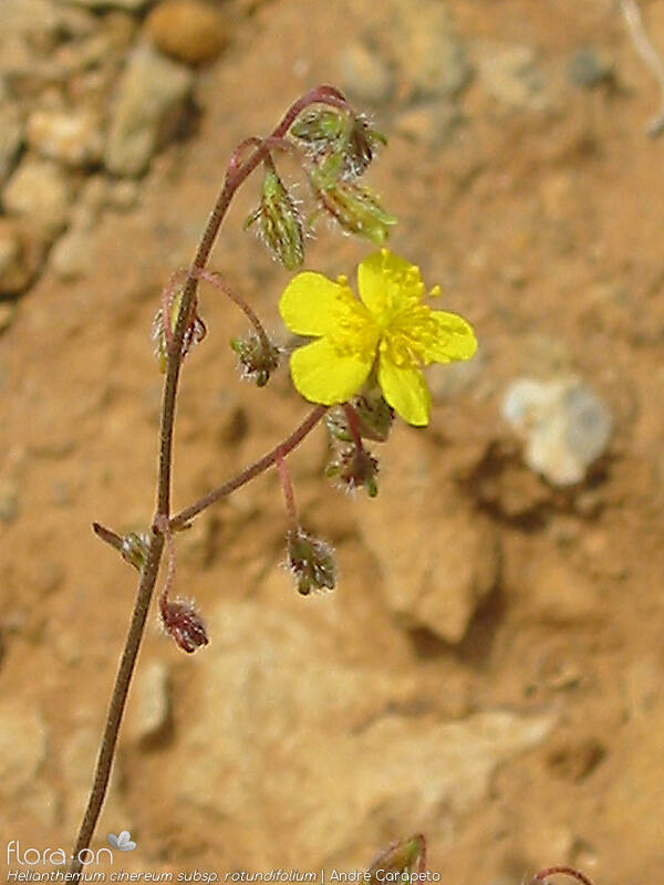 Helianthemum cinereum rotundifolium - Flor (close-up) | André Carapeto; CC BY-NC 4.0