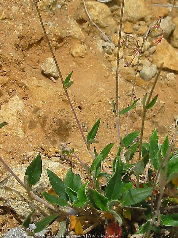 Helianthemum cinereum rotundifolium - Folha (geral) | André Carapeto; CC BY-NC 4.0