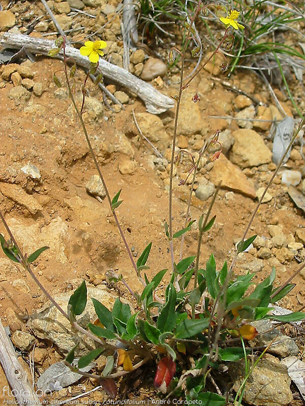 Helianthemum cinereum rotundifolium - Hábito | André Carapeto; CC BY-NC 4.0