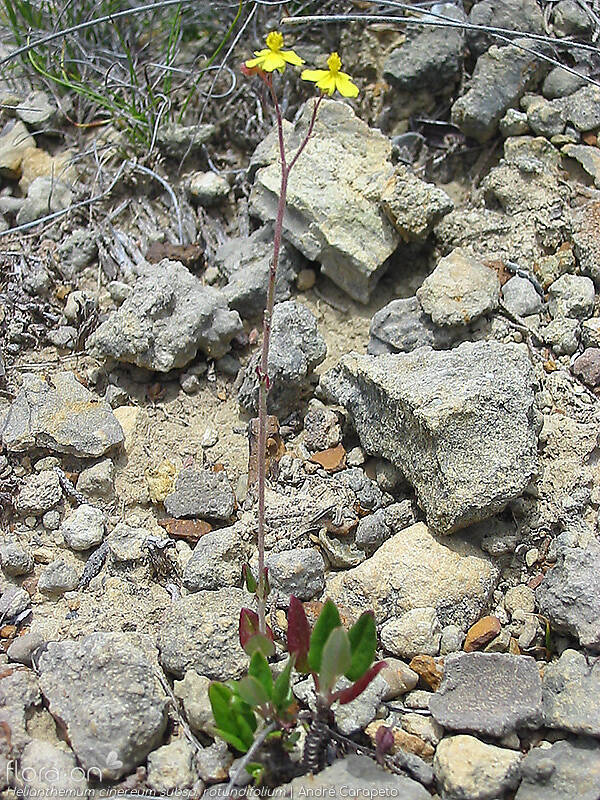 Helianthemum cinereum rotundifolium - Hábito | André Carapeto; CC BY-NC 4.0