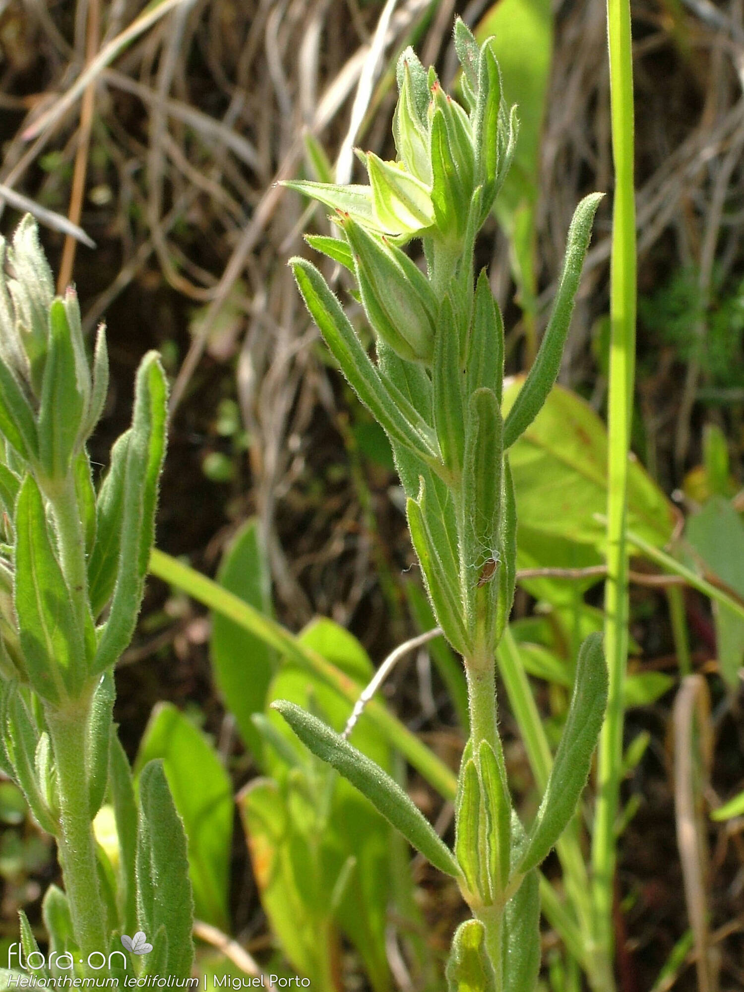 Helianthemum ledifolium - Flor (geral) | Miguel Porto; CC BY-NC 4.0