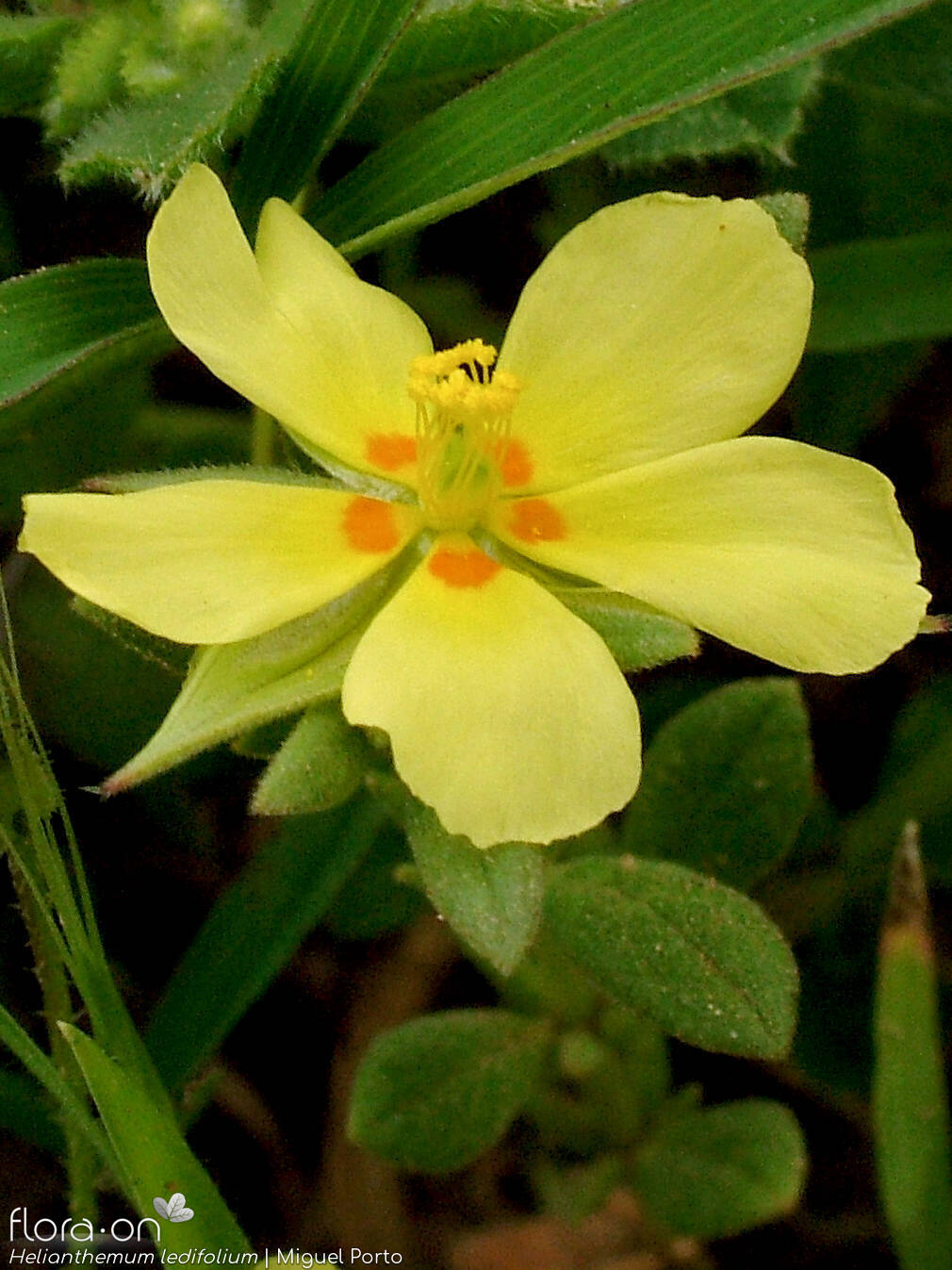 Helianthemum ledifolium - Flor (close-up) | Miguel Porto; CC BY-NC 4.0