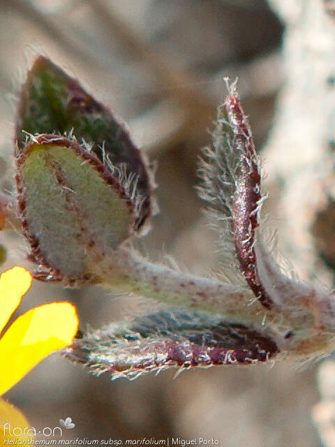 Helianthemum marifolium - Folha | Miguel Porto; CC BY-NC 4.0