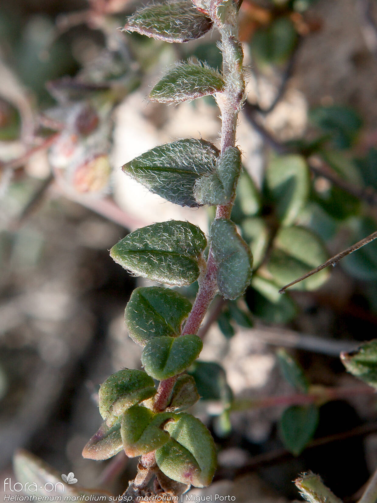Helianthemum marifolium - Caule | Miguel Porto; CC BY-NC 4.0