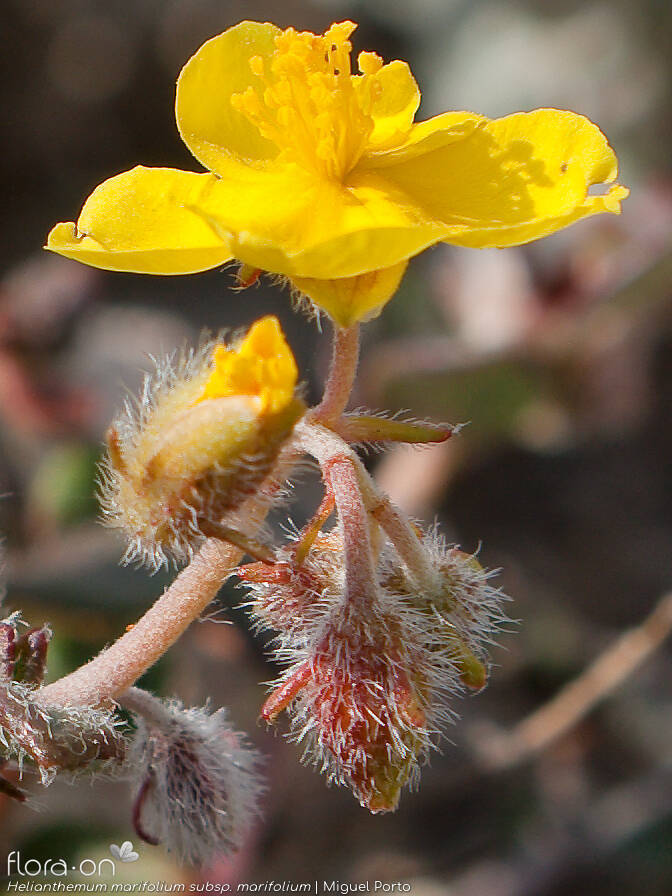 Helianthemum marifolium - Flor (close-up) | Miguel Porto; CC BY-NC 4.0