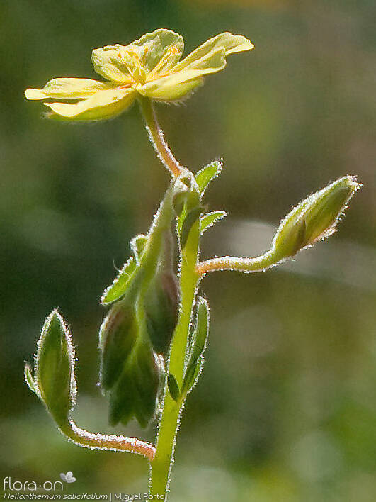 Helianthemum salicifolium