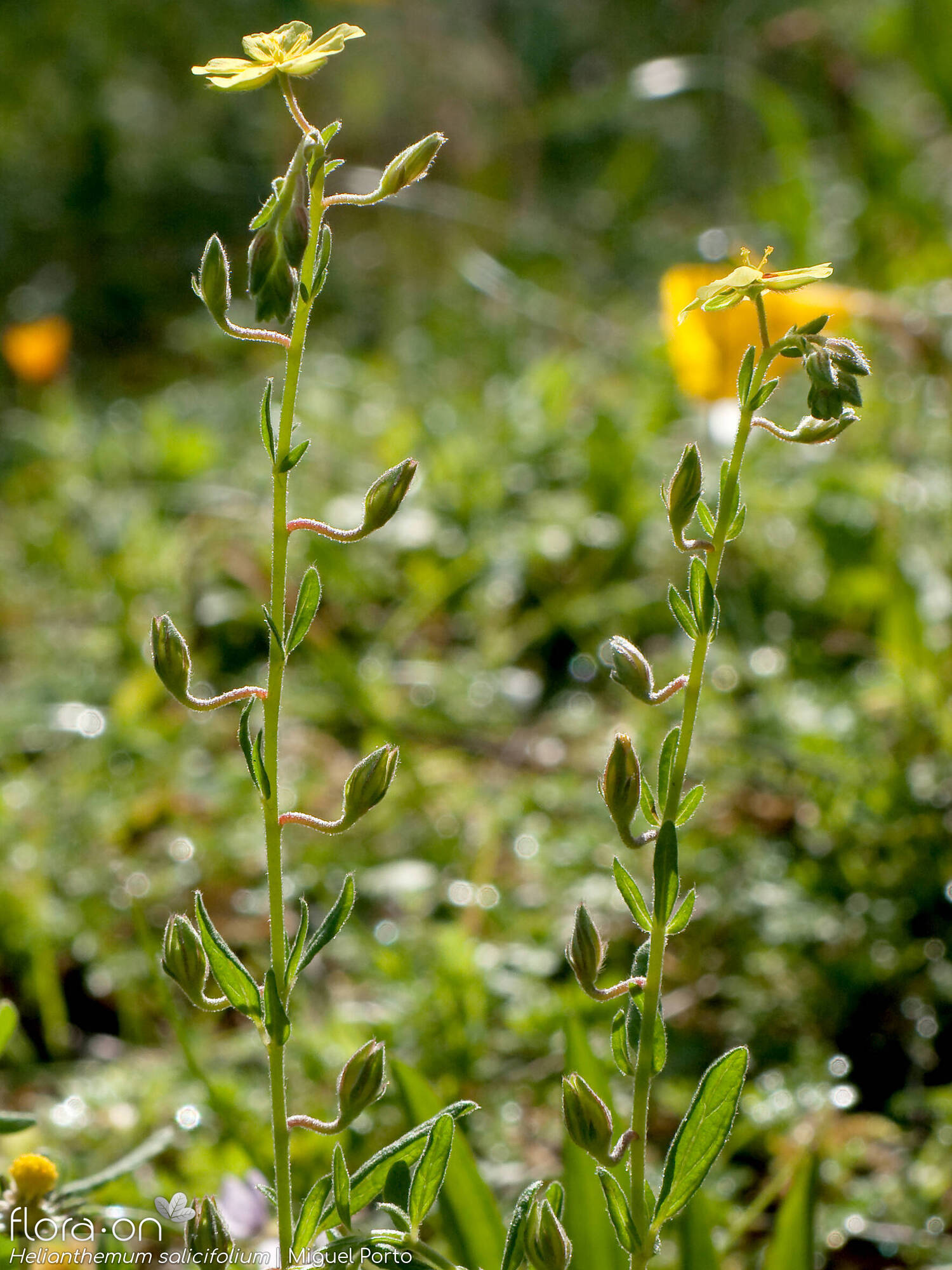Helianthemum salicifolium - Flor (geral) | Miguel Porto; CC BY-NC 4.0