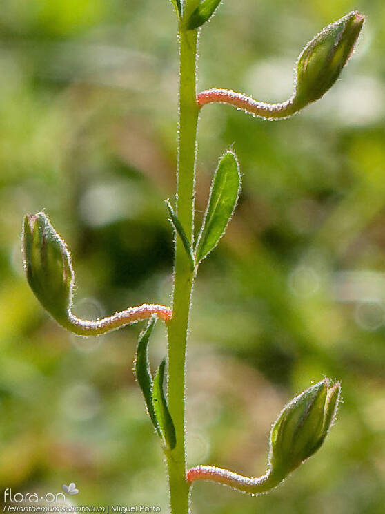 Helianthemum salicifolium - Flor (geral) | Miguel Porto; CC BY-NC 4.0