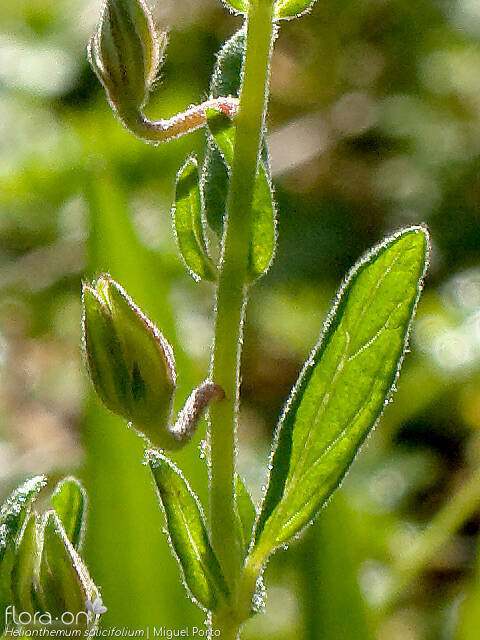 Helianthemum salicifolium - Folha | Miguel Porto; CC BY-NC 4.0