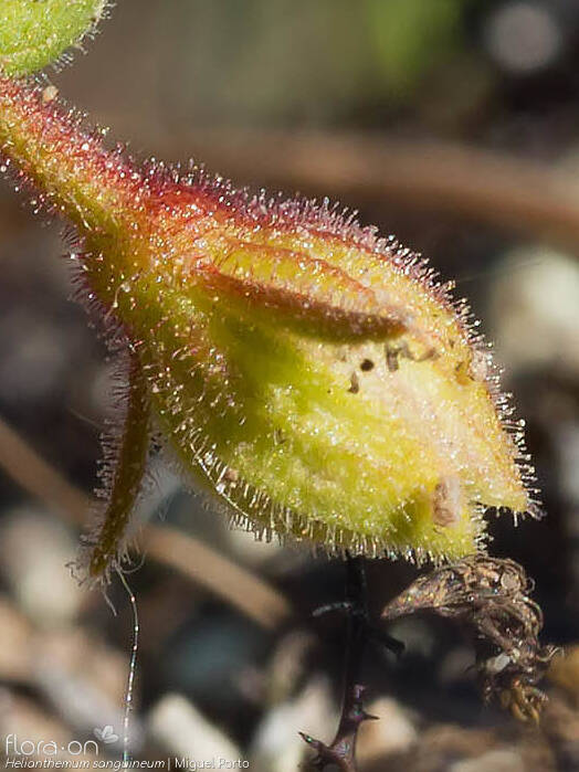 Helianthemum sanguineum - Flor (close-up) | Miguel Porto; CC BY-NC 4.0