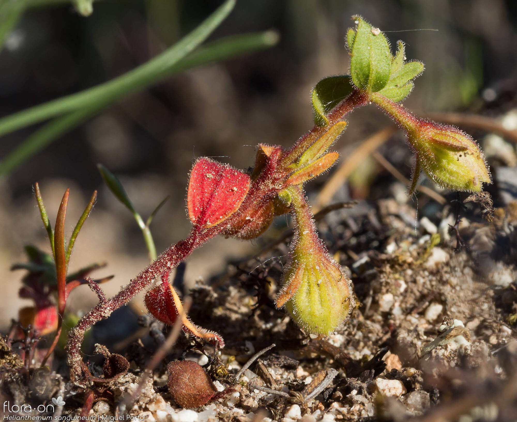 Helianthemum sanguineum - Flor (geral) | Miguel Porto; CC BY-NC 4.0