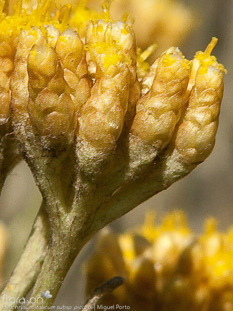 Helichrysum italicum picardi - Bráctea | Miguel Porto; CC BY-NC 4.0