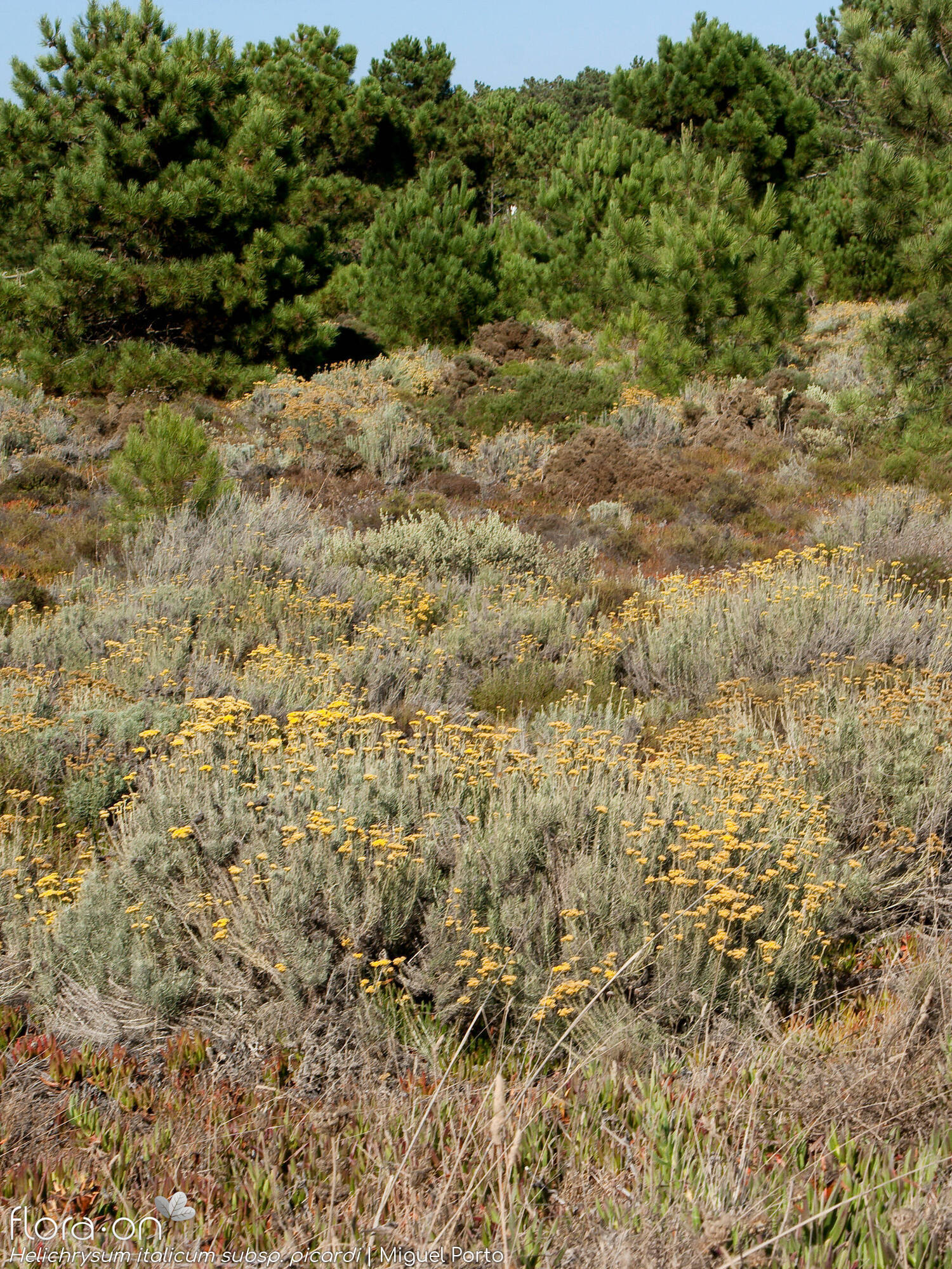 Helichrysum italicum picardi - Habitat | Miguel Porto; CC BY-NC 4.0