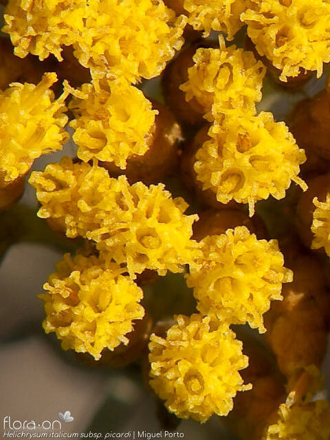 Helichrysum italicum picardi - Capítulo | Miguel Porto; CC BY-NC 4.0