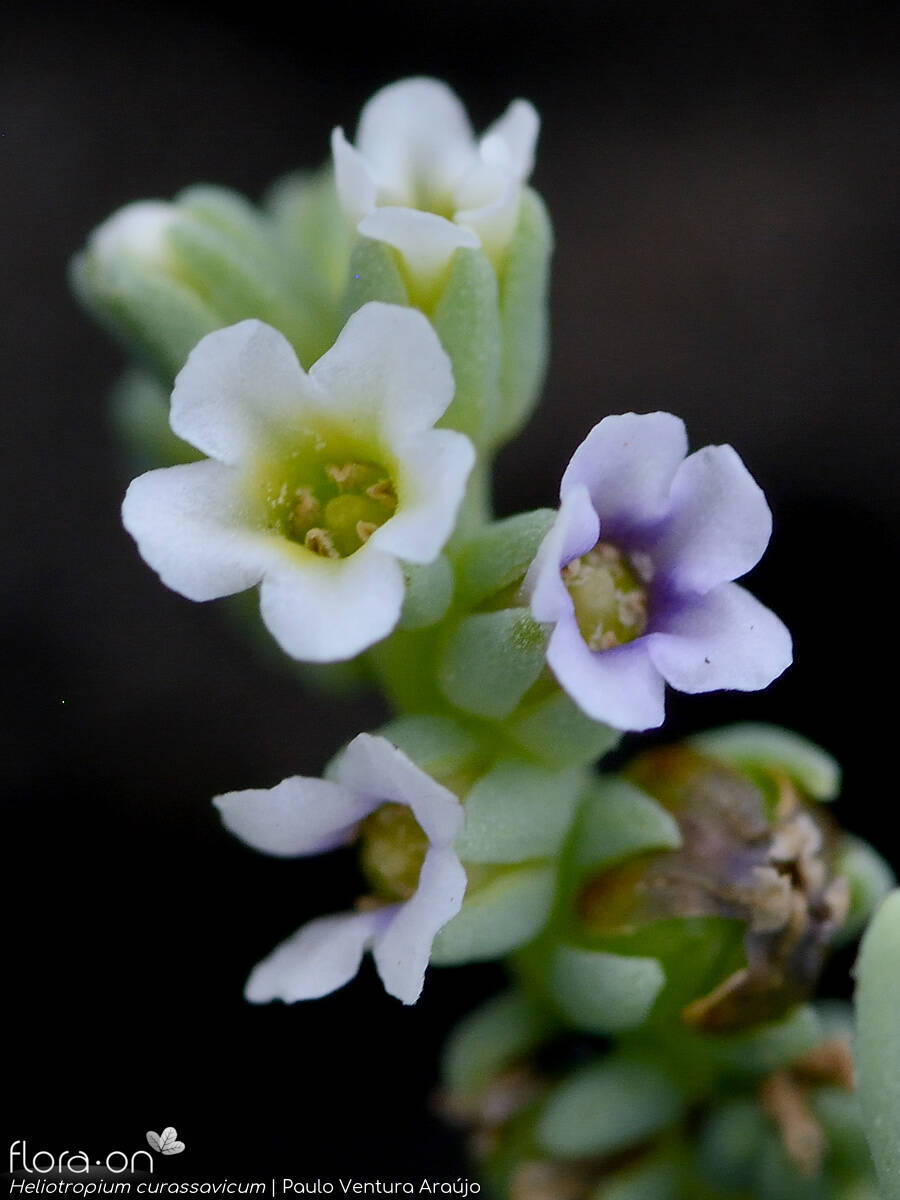 Heliotropium curassavicum - Flor (close-up) | Paulo Ventura Araújo; CC BY-NC 4.0